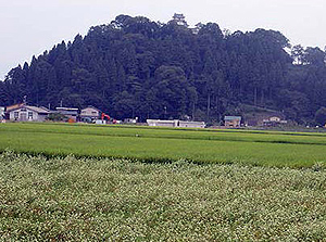 zO鉓i

