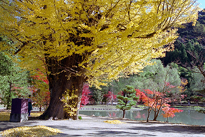 黄色の公孫樹の古木に、紅葉の木々