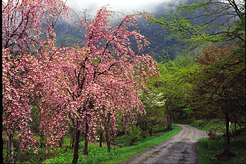 しだれ桜