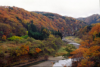阿賀川の紅葉