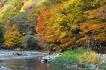 鱒沢渓谷の紅葉