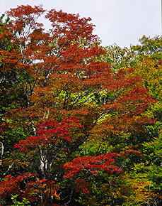 矢ノ原沼の紅葉