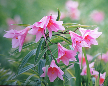 ヒメサユリの花