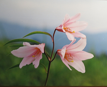 ヒメサユリの花