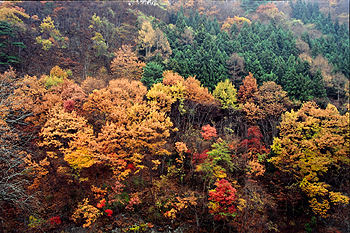 羽鳥湖高原の紅葉