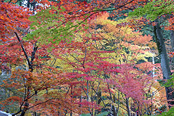 �����ȍg�t 