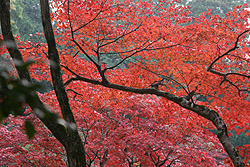 �����ߕ�