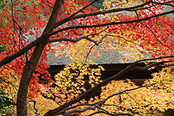 �{���t�߂̍g�t